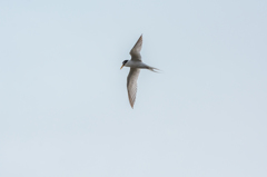 コアジサシ　獲物探し中...