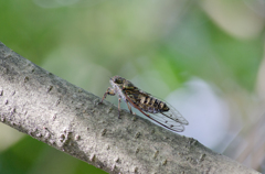 ツクツクボウシ