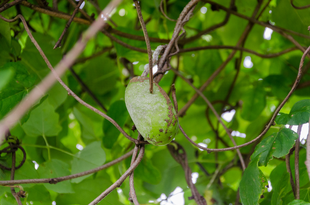 ミツバアケビの実