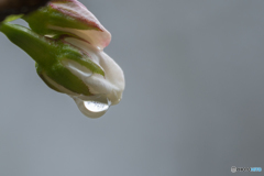 雨上がりまで