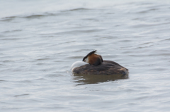 カンムリカイツブリ　就寝中