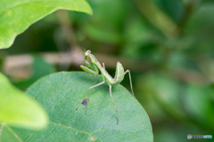 ハラビロカマキリ