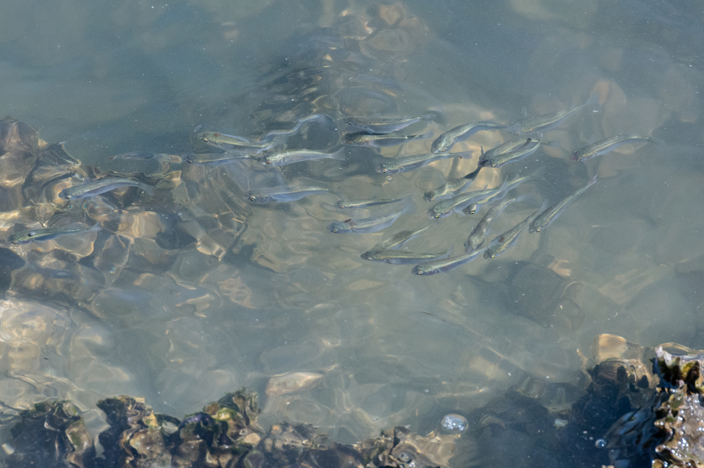 ボラの稚魚かな...