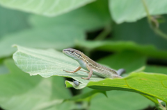 ニホンカナヘビ