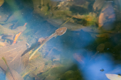 おたまじゃくし（アカガエル？）