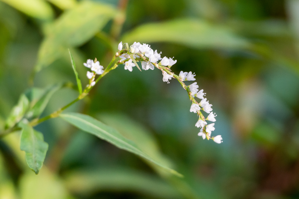 シロバナサクラタデ
