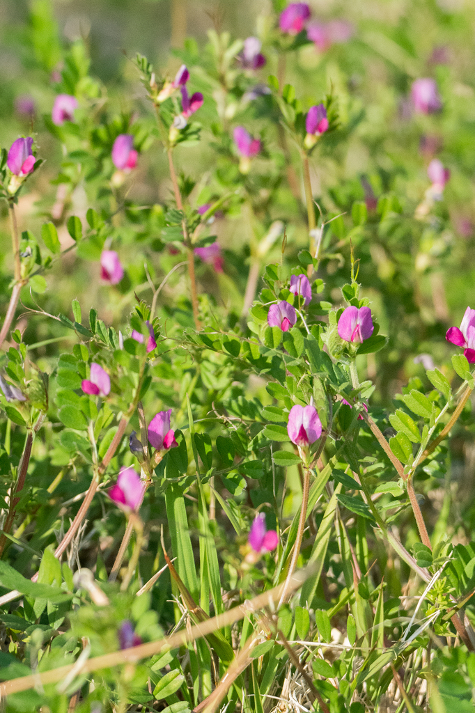 カラスノエンドウ
