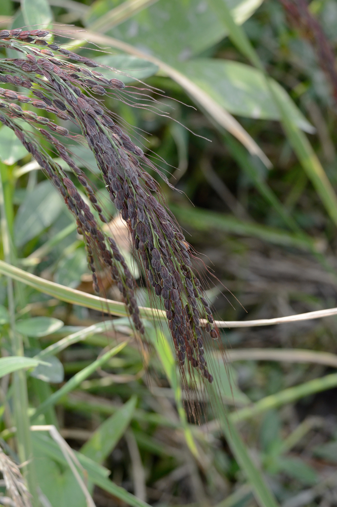古代米（赤米）の稲