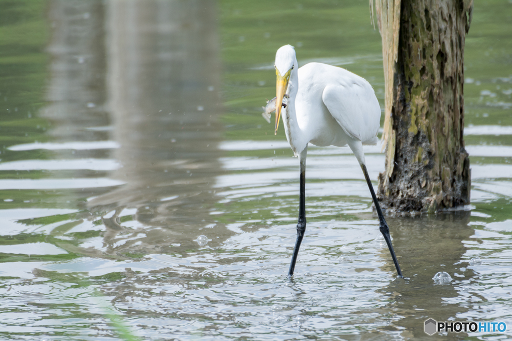 ダイサギ　ゲッチュ！②