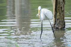 ダイサギ　ゲッチュ！②