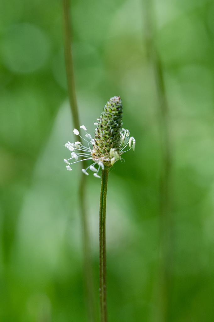 ヘラオオバコ　その１