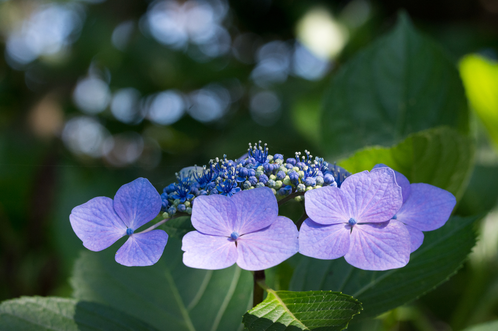 紫陽花 その2