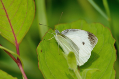 モンシロチョウ