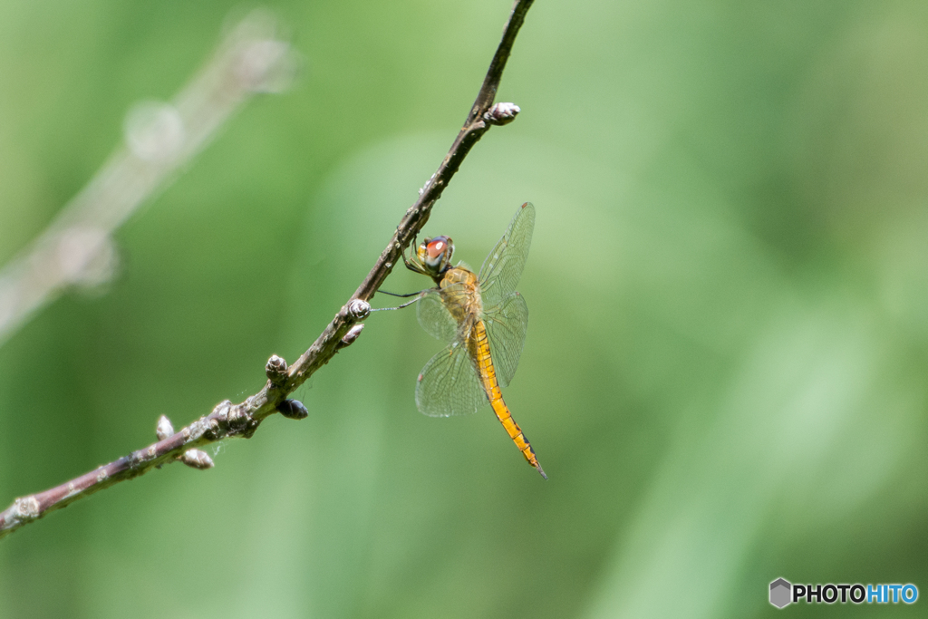 ウスバキトンボ