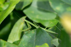 カマキリ（種類未特定）