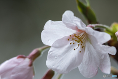 寒雨桜