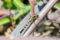 シオカラトンボ（メス）