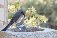 水が飲みたかったのかな？