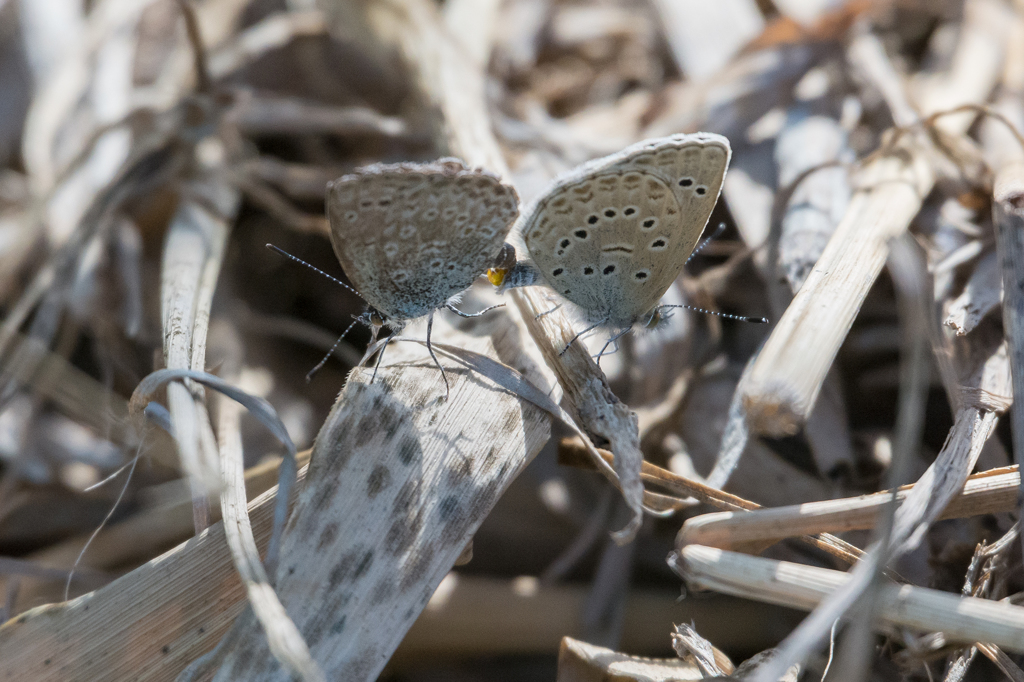 ヤマトシジミの交尾