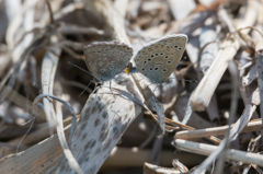 ヤマトシジミの交尾