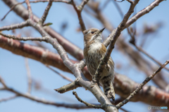 開花前の桜の枝で