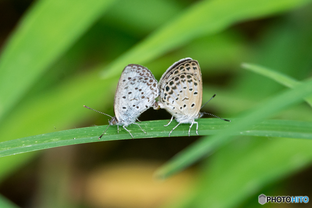 シジミチョウ　交尾中