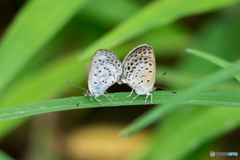 シジミチョウ　交尾中