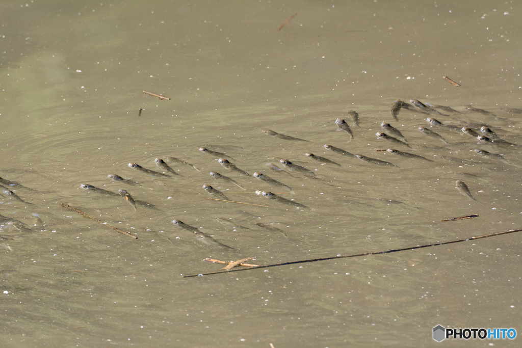満潮とともに来た稚魚？