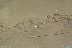 満潮とともに来た稚魚？
