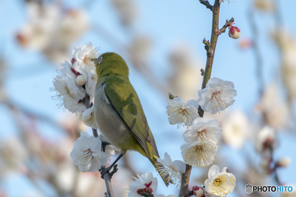 メジロと梅　つづき①