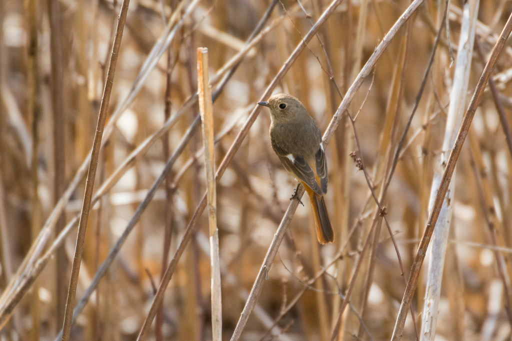ジョウビタキ（♀）