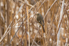 ジョウビタキ（♀）
