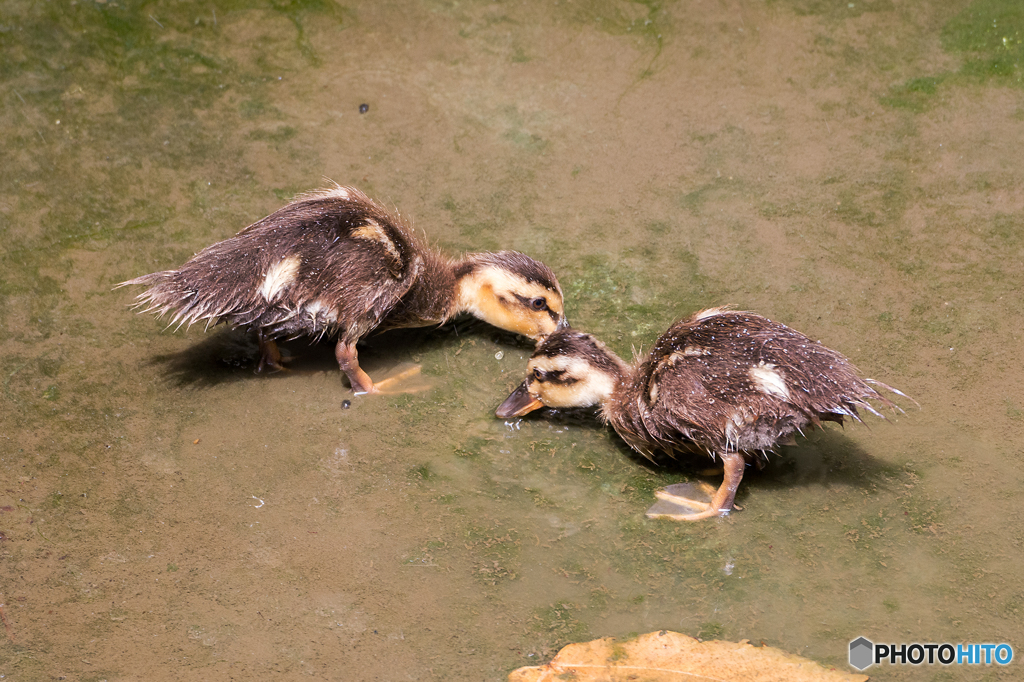 カルガモの子供