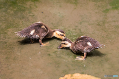 カルガモの子供