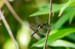 コシアキトンボ