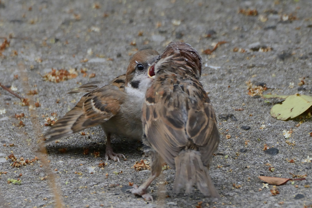 食事は育児の基本です！