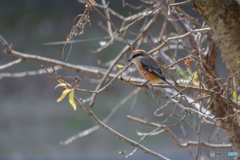 気がつけばそこに百舌鳥