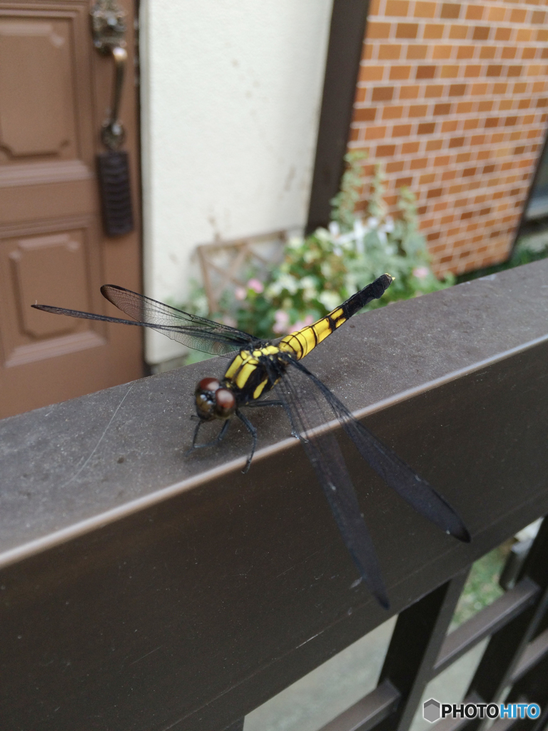 オオシオカラトンボ（未成熟）