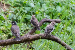 ムクドリとコムクドリ