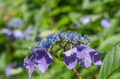紫陽花 その1