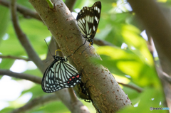 アカボシゴマダラ