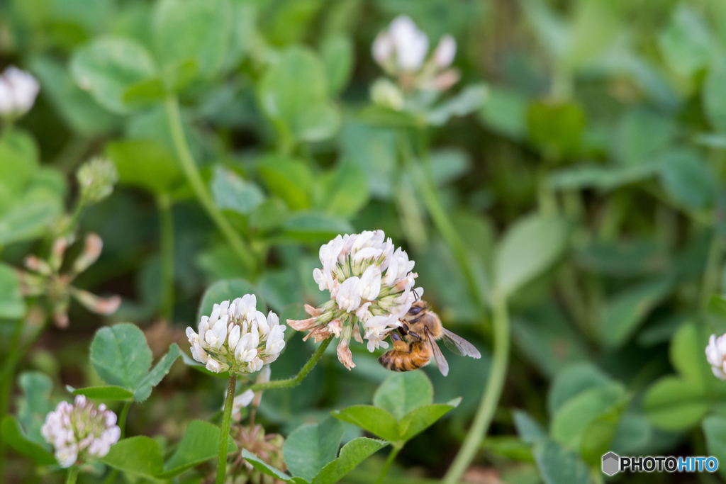 シロツメクサとセイヨウミツバチ