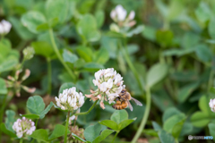 シロツメクサとセイヨウミツバチ