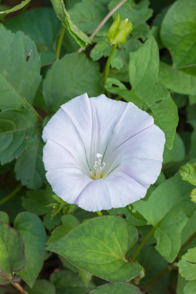 ヒルガオだと思うのですが...