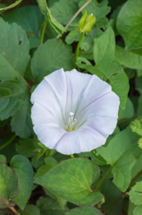 ヒルガオだと思うのですが...