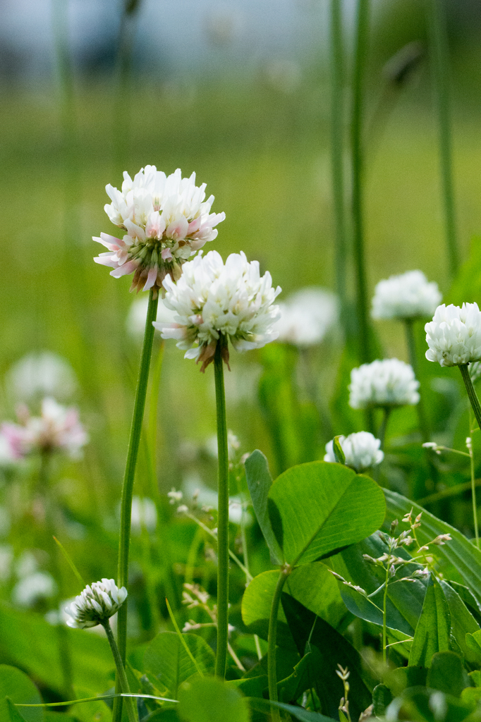 シロツメクサ