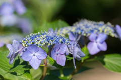 紫陽花 その3