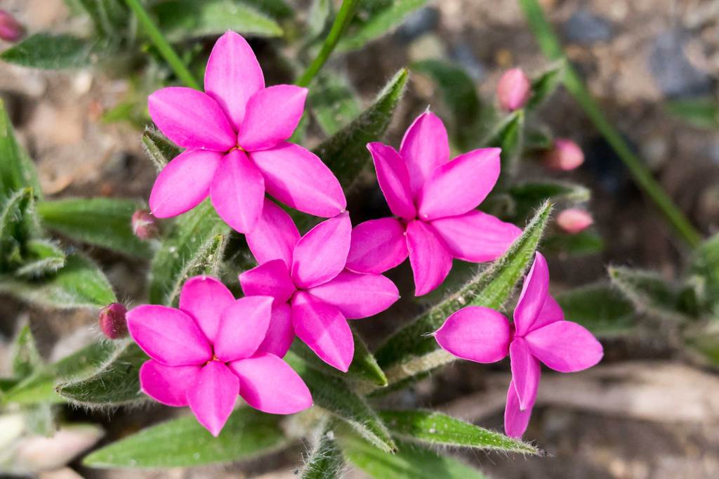 アッツザクラ(赤)