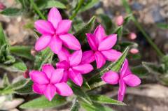 アッツザクラ(赤)