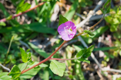 アカバナユウゲショウ